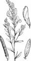 Dyer's Greenweed - Genista tinctoria L.