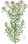 Schleifenblume - Iberis linifolia L. 