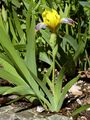 Hungarian Iris - Iris variegata L.