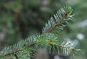 Serbian Spruce - Picea omorika (Pan?i?) Purk.