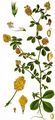 Hop Trefoil - Trifolium campestre Schreb.
