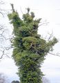 Am Baum kletternder Hedera helix - Gewöhnlicher Efeu (Araliaceae)