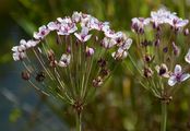 Flowering-Rush - Butomus umbellatus L.