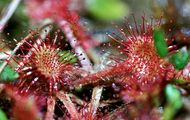 Round-Leaved Sundew - Drosera rotundifolia L.