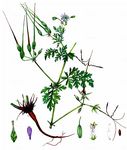 Großer Reiherschnabel - Erodium ciconium (L.) L'Hér. 