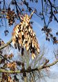 Gewöhnliche Esche - Fraxinus excelsior L.