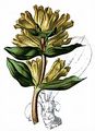 Spotted Gentian - Gentiana punctata L.