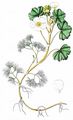 Rion's Water Crowfoot - Ranunculus rionii Lagger