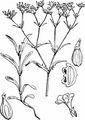 Narrow-Fruited Cornsalad - Valerianella dentata (L.) Pollich