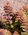 Pyramiden-Günsel - Ajuga pyramidalis L.