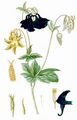 Gewöhnliche Akelei - Aquilegia vulgaris L.