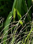 Elbe-Liebesgras - Eragrostis albensis H. Scholz 