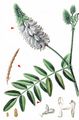 Goat's-Rue - Galega officinalis L.