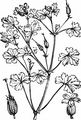 Shining Crane's-Bill - Geranium lucidum L.