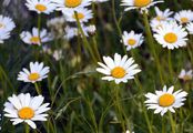 Haller's Moon-Daisy - Leucanthemum halleri (Vitman) Ducommun