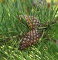 Lodgepole Pine - Pinus contorta Loudon
