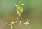 Alpine Meadow-Grass - Poa alpina L.