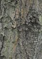 Western Balsam-Poplar - Populus trichocarpa Hook.
