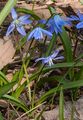 Siberian Squill - Scilla siberica Haw.