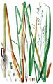 Swamp Grass - Scolochloa festucacea (Willd.) Link