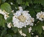 Gewöhnlicher Schneeball - Viburnum opulus L. 