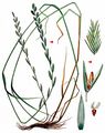 Hybrid Fescue - X Schedolium loliaceum (Huds.) Holub