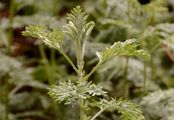 Schlitzblättriger Beifuß - Artemisia laciniata Willd.