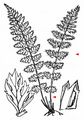 Lanceolate Spleenwort - Asplenium obovatum Viv.