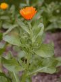 Garten-Ringelblume - Calendula officinalis L.