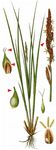 Walzen-Segge - Carex elongata L. 