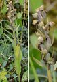 Frog Orchid - Dactylorhiza viridis (L.) R. M. Bateman, Pridgeon & M. W. Chase