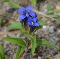 Cross Gentian - Gentiana cruciata L.