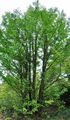 Maidenhair-Tree - Ginkgo biloba L.