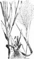 Witch-Grass - Panicum capillare L.