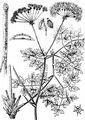 Berg-Haarstrang - Peucedanum oreoselinum (L.) Moench