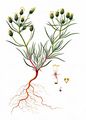 Branched Plantain - Plantago arenaria Waldst. & Kit.