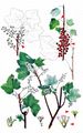 Downy Currant - Ribes spicatum E. Robson