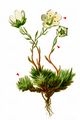 Mossy Saxifrage - Saxifraga bryoides L. 