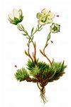 Moos-Steinbrech - Saxifraga bryoides L. 