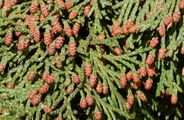 Chamaecyparis lawsoniana (Lawson-Scheinzypresse) - männliche Blüten