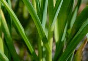 Field Garlic - Allium oleraceum L.