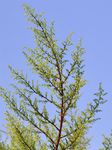 Einjähriger Beifuß - Artemisia annua L. 