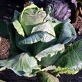 Cabbage - Brassica oleracea L.