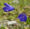 Scheuchzers Glockenblume - Campanula scheuchzeri Vill.