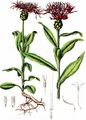 Berg-Flockenblume - Cyanus montanus (L.) Hill