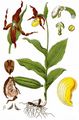 Gelber Frauenschuh - Cypripedium calceolus L.