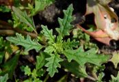 Clammy Goosefoot - Dysphania pumilio (R. Br.) Mosyakin & Clemants