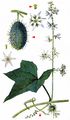 Wild Cucumber - Echinocystis lobata (Michx.) Torr. & A. Gray