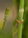 Ästiger Schachtelhalm - Equisetum ramosissimum Desf. 