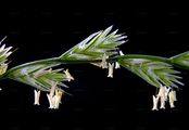 Italian Rye-Grass - Lolium multiflorum Lam.